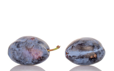 Two ripe black plums, macro, isolated on white background.