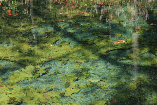 Nong Ya Plong Hot Springs ,
physically consists of warm springs found between a public land and National Forest. 
Yellow-green algae are found in the hot springs.
 Phetchaburi province ,Thailand 