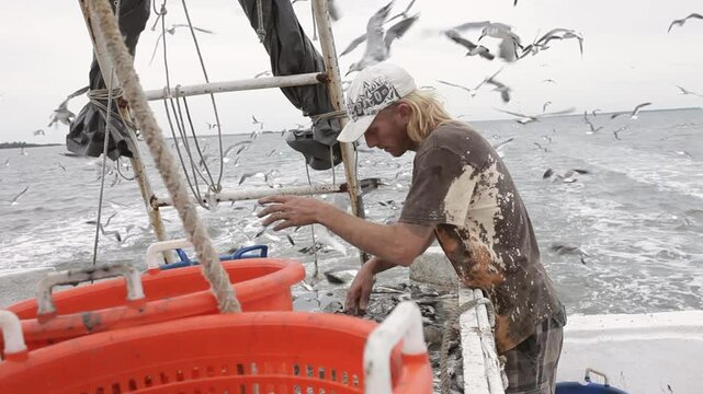 Fishermen sorting catch of shrimp of the deck of a trawler off the coast of South Carolina, USA.