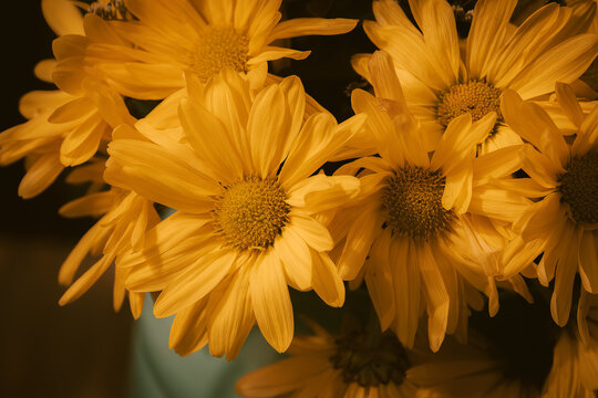 yellow chrysanthemum flower