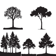 Fototapeta premium Black Pine Tree Silhouette 