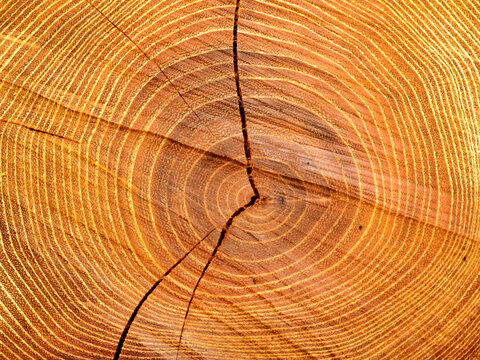 Close up of a cross section of an acacia tree, showing rings and cracking
