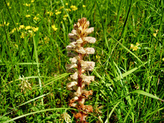 Broomrape (Orobanche) growing wild in a meadow
