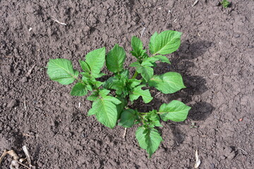 a young potato plant is growing in the dirt top view