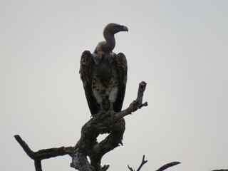 golden eagle statue