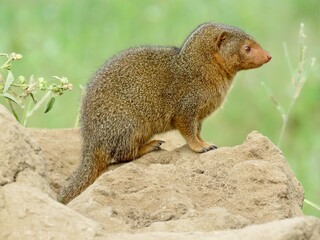 meerkat on the ground