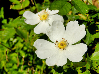 White Dog Rose,(Rosa canina). A vigorous climbing wild rose, known in Shakespeares time as Eglantine
