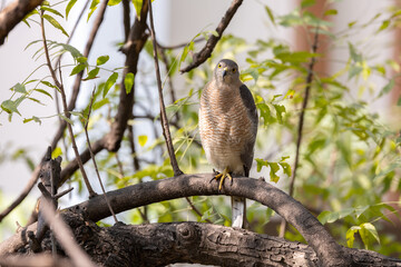 Staring Shikra