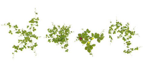 3d illustration of Duchesnea plants on transparent background from top view