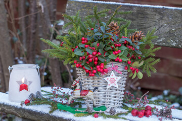 Weihnachts-Arrangement mit Scheinbeere (Gaultheria procumbens) und Fichtenzweigen im Korb und...