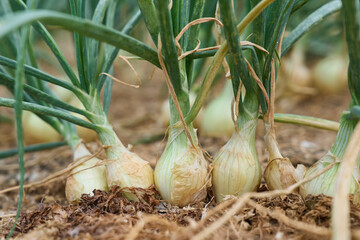 Sprouted onion bulbs in the ground. Raw white onions with long thick green stalks attached to the...