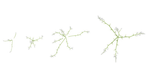 Amaranthus plants collection with realistic style from top view