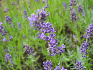 lawendowe tło natury