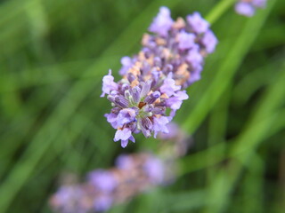lawendowe kwiaty jako fioletowe tło roślinne © Maciej