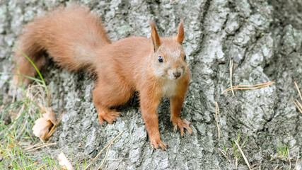 squirrel on a tree