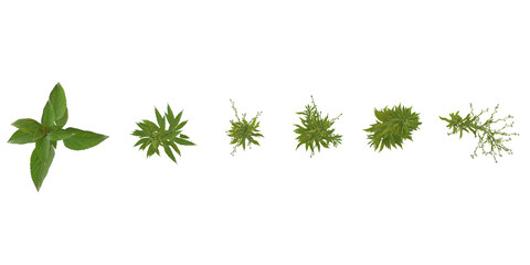 Collection of Amaranthus,Aster plants on transparent background from the top view