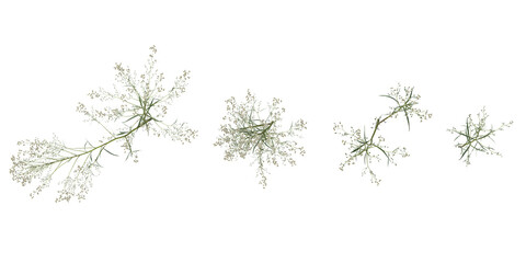 Collection of Conyza plants on transparent background from the top view