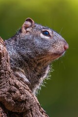 Obraz premium Close-up of a squirrel on a tree trunk.