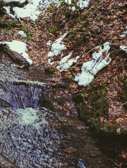 Landscapes - Forest - Europe, Romania, Suceava region   