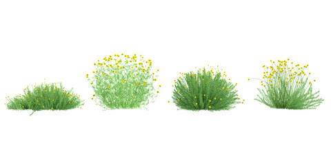 Collection of Santolina plants on transparent background