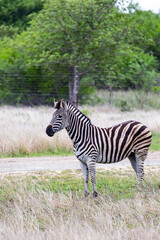 Young African zebra in safari park, side view. South Africa, 