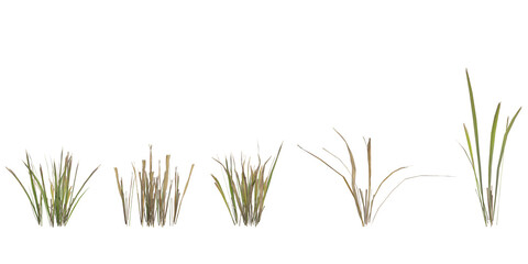 set of Dry grass on transparent background