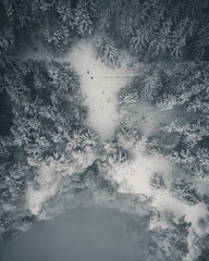 Forest with Snow Landscape Aerial View