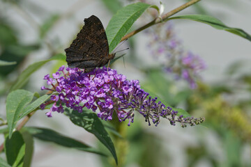 European peacock butterfly (Aglais io) perched on summer lilac in Zurich, Switzerland
