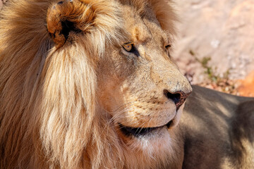 Close up of wild male Lion's head and mane in South Africa