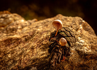 Fungus that grows inside pine cones that fall to the ground after rain