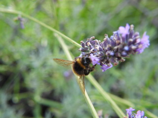 trzmiel siedzący na lawendzie © Maciej