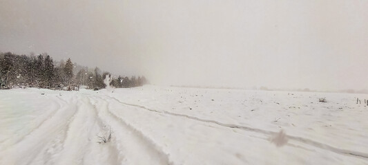 Landscapes - Forest - Europe, Romania, Suceava region   