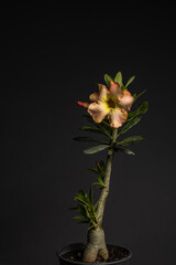 Rosa do deserto / Desert rose