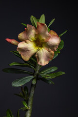 Rosa do deserto / Desert rose