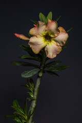 Rosa do deserto / Desert rose