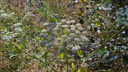 Beautiful plants come in a variety of shapes, sizes, and colors, each contributing to the natural beauty of the environment. Their vibrant green foliage can be adorned with a rainbow of flowers, from 