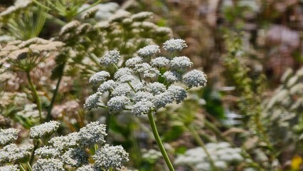 Beautiful plants come in a variety of shapes, sizes, and colors, each contributing to the natural beauty of the environment. Their vibrant green foliage can be adorned with a rainbow of flowers, from 