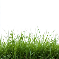 Fototapeta premium green grass field isolated on white background 