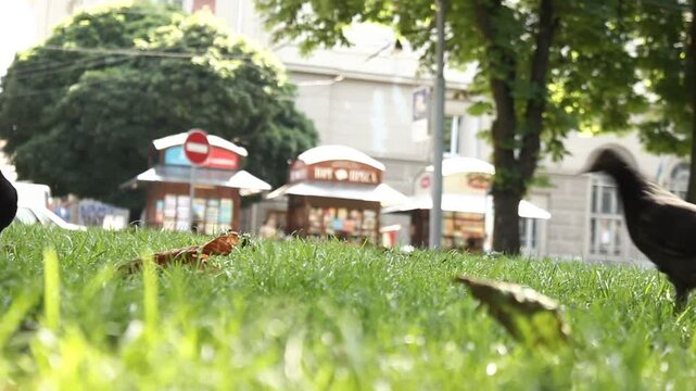 pigeons feeding from ground, chasing, and defecati