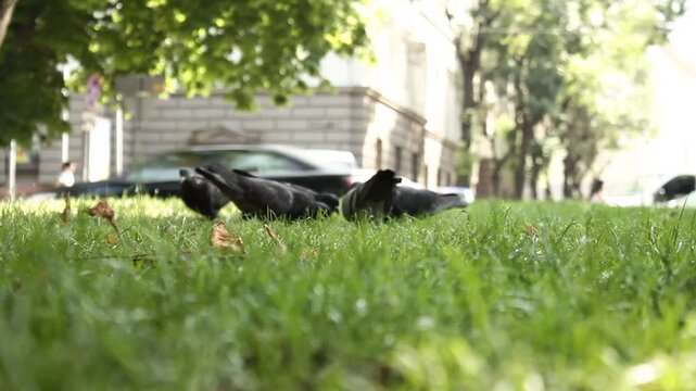 pigeons feeding from ground, chasing, and defecati