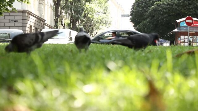 pigeons feeding from ground, chasing, and defecati