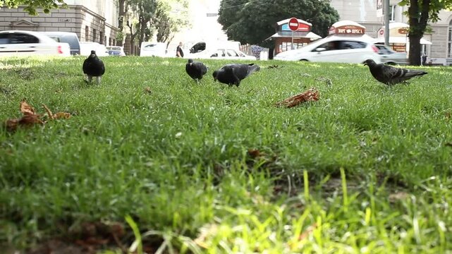 pigeons feeding from ground, chasing, and defecati