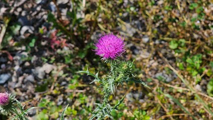 A beautiful flower stands proudly, its petals gracefully unfurled in a stunning display of nature's artistry. The vibrant colors of the flower—be it red, pink, yellow, or purple—capture the eye and ev