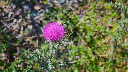 A beautiful flower stands proudly, its petals gracefully unfurled in a stunning display of nature's artistry. The vibrant colors of the flower—be it red, pink, yellow, or purple—capture the eye and ev