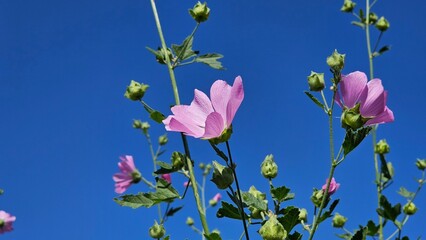A pink flower captivates the eye with its delicate and graceful petals, each one a soft shade of pink that exudes elegance and charm. The flower's vibrant color stands out against the lush green folia