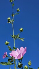 Plants are an incredible and diverse group of living organisms that play a vital role in our ecosystem. They come in various shapes, sizes, and colors, ranging from tiny mosses to towering trees