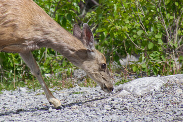A Young Deer in the Woods