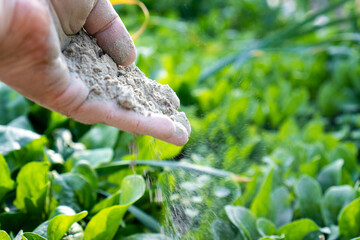 Hand holding rock dust for fertilizing and improving soil in a vegetable garden