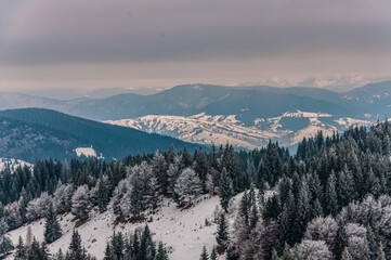 Landscapes - Forest - Europe, Romania, Suceava region   