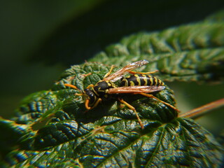 osa siedząca na zielonym liściu